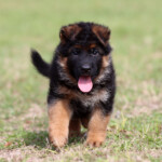 German Shepherd Puppy for sale German Shepherd Puppy for sale