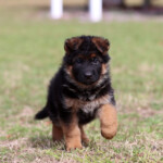 German Shepherd Puppy for sale German Shepherd Puppy for sale