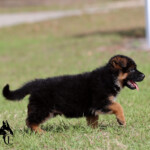 German Shepherd Puppy for sale German Shepherd Puppy for sale