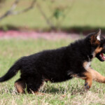 German Shepherd Puppy for sale German Shepherd Puppy for sale