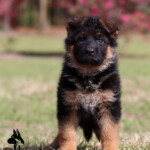 German Shepherd Puppy for sale German Shepherd Puppy for sale
