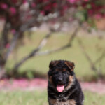 German Shepherd Puppy for sale German Shepherd Puppy for sale