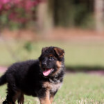 German Shepherd Puppy for sale German Shepherd Puppy for sale