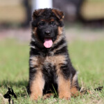 German Shepherd Puppy for sale German Shepherd Puppy for sale