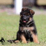 German Shepherd Puppy for sale German Shepherd Puppy for sale