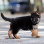germman shepherd puppy for sale male german shepherd puppy for sale