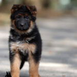 male german shepherd puppy for sale male german shepherd puppy for sale