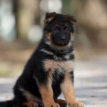male german shepherd puppy for sale male german shepherd puppy for sale