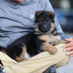 male german shepherd puppy for sale male german shepherd puppy for sale