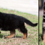 German Shepherd Puppy for sale German Shepherd Puppy for sale