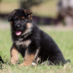 German Shepherd Puppy for sale