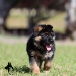 German Shepherd Puppy for sale