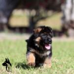 German Shepherd Puppy for sale