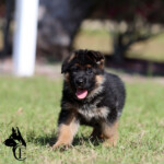 German Shepherd Puppy for sale