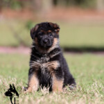 German Shepherd Puppy for sale