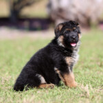 German Shepherd Puppy for sale