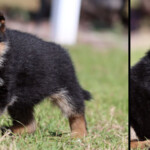 German Shepherd Puppy for sale