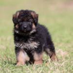 long coat german shepherd puppy