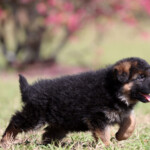 long coat german shepherd puppy