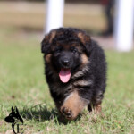 long coat german shepherd puppy