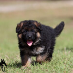 long coat german shepherd puppy