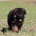 long coat german shepherd puppy