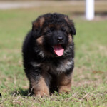 long coat german shepherd puppy