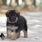 male german shepherd puppy for sale