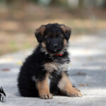 male german shepherd puppy for sale