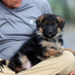 male german shepherd puppy for sale