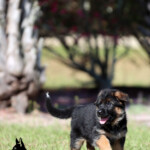 Female German Shepherd Puppy Female German Shepherd Puppy