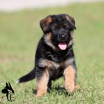 Female German Shepherd Puppy Female German Shepherd Puppy