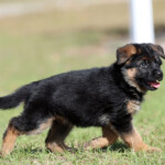 Female German Shepherd Puppy Female German Shepherd Puppy