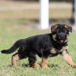 Female German Shepherd Puppy Female German Shepherd Puppy