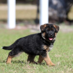 Female German Shepherd Puppy Female German Shepherd Puppy