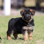 Female German Shepherd Puppy Female German Shepherd Puppy