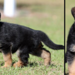 Female German Shepherd Puppy Female German Shepherd Puppy