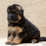Long coat german shepherd puppy