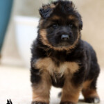 Long coat german shepherd puppy