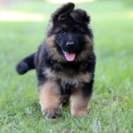 Long coat german shepherd puppy