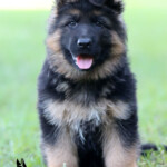 Long coat german shepherd puppy