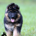 Long coat german shepherd puppy