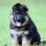 Long coat german shepherd puppy