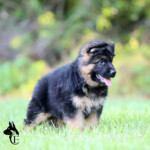 Long coat german shepherd puppy