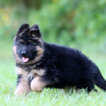 Long coat german shepherd puppy