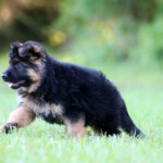 Long coat german shepherd puppy