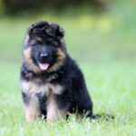Long coat german shepherd puppy