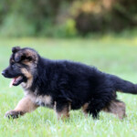 Long coat german shepherd puppy