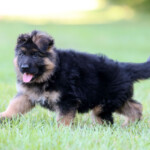Long coat german shepherd puppy