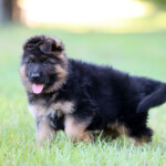 Long coat german shepherd puppy